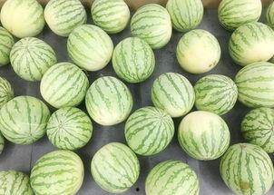 每日大赛 吃瓜入口,吃瓜入口，揭秘娱乐圈幕后风云